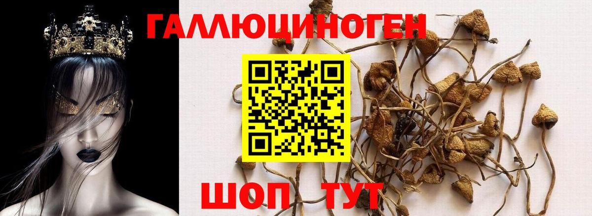 Сосновый Бор  Псилоцибиновые грибы Psilocybe  Вход с VPN 